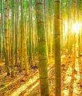 Kleid Bamboo – Bild 6